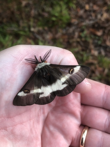 Gulf Coast Buck Moth