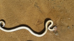 Crotaphopeltis hotamboeia