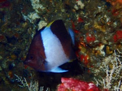 Hemitaurichthys zoster