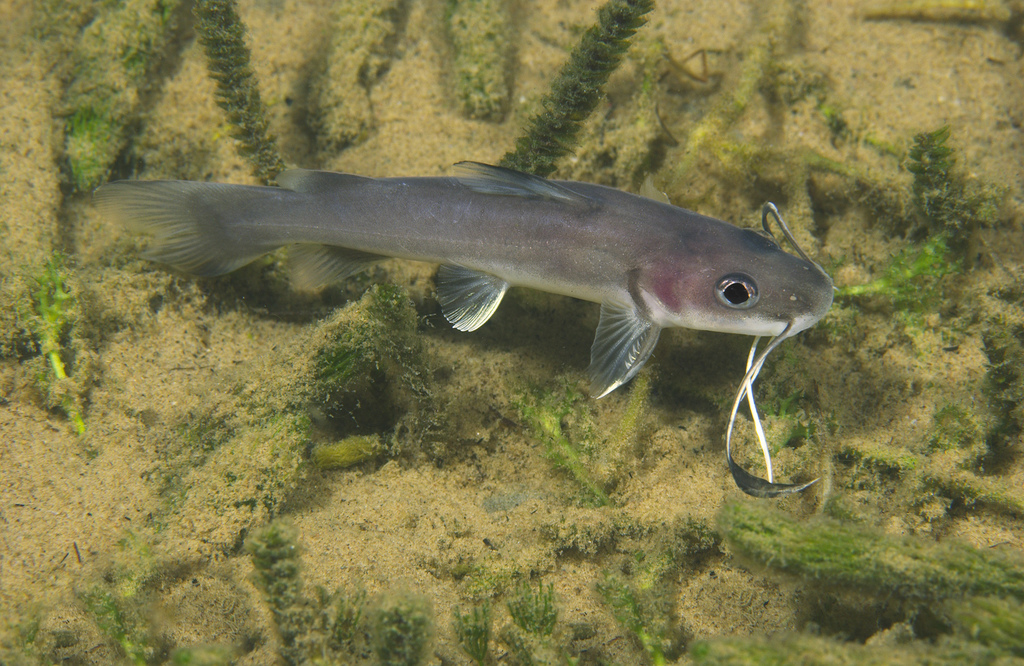 Spatelbaard-meerval (Phyllonemus typus) — Claroteidae