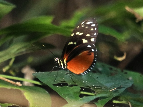 Tiger Longwing