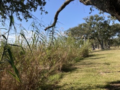 Phragmites australis berlandieri