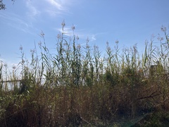 Phragmites australis berlandieri