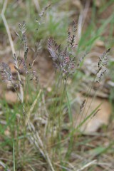 Festuca brunnescens