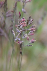 Festuca brunnescens