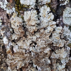 Ricasolia amplissima