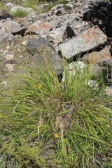 Festuca sclerophylla