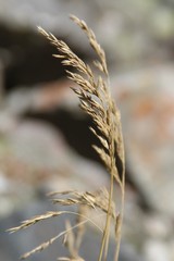 Festuca sclerophylla