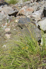 Festuca sclerophylla