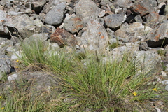 Festuca sclerophylla