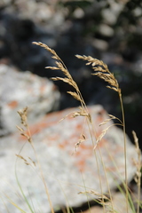 Festuca sclerophylla