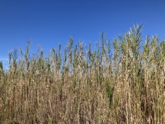 Phragmites australis berlandieri