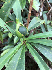 Brunfelsia portoricensis