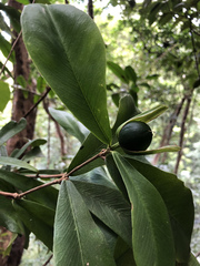 Brunfelsia portoricensis