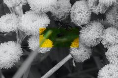 Gastrophysa polygoni