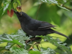 Diglossa albilatera