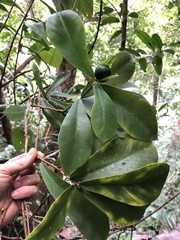 Brunfelsia portoricensis