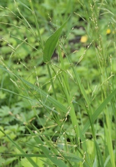 Glyceria notata