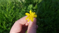 Sonchus asper asper