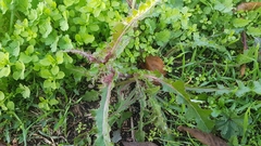 Sonchus asper asper