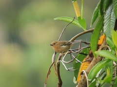 Diglossa albilatera
