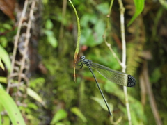 Polythoridae