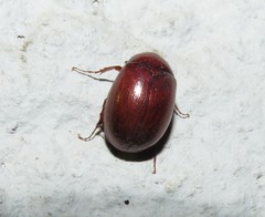 Hyboserica