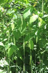 Hordelymus europaeus