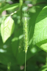 Hordelymus europaeus