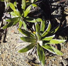 Celmisia spectabilis