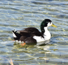 Anas platyrhynchos domesticus