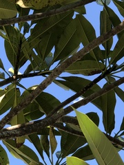 Coleosporium plumeriae