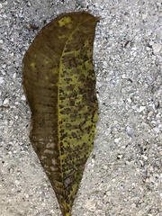 Coleosporium plumeriae