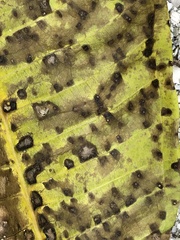 Coleosporium plumeriae