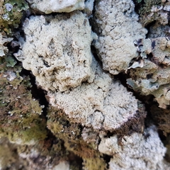 Pertusaria coccodes