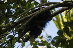 Alouatta pigra