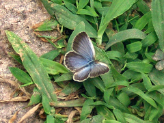 Pseudozizeeria maha