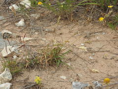 Bouteloua trifida