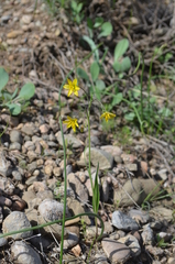 Gagea chomutovae
