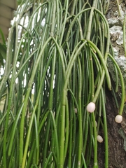 Rhipsalis baccifera