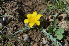 Tulipa ferganica