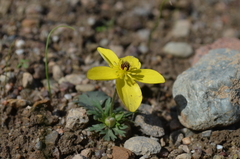 Anemone biflora gortschakowii
