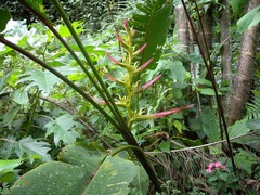 Heliconia lingulata