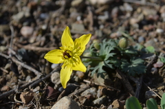 Anemone biflora gortschakowii