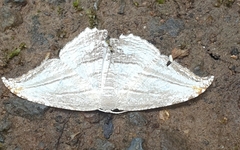 Morphomima fulvitacta