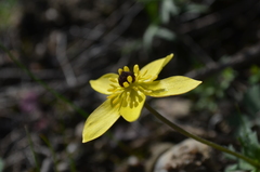 Anemone biflora gortschakowii