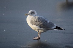 Larus argentatus