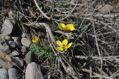 Anemone biflora gortschakowii
