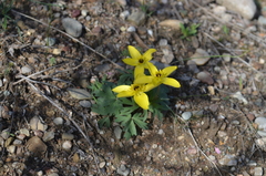 Anemone biflora gortschakowii