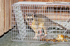Philander opossum